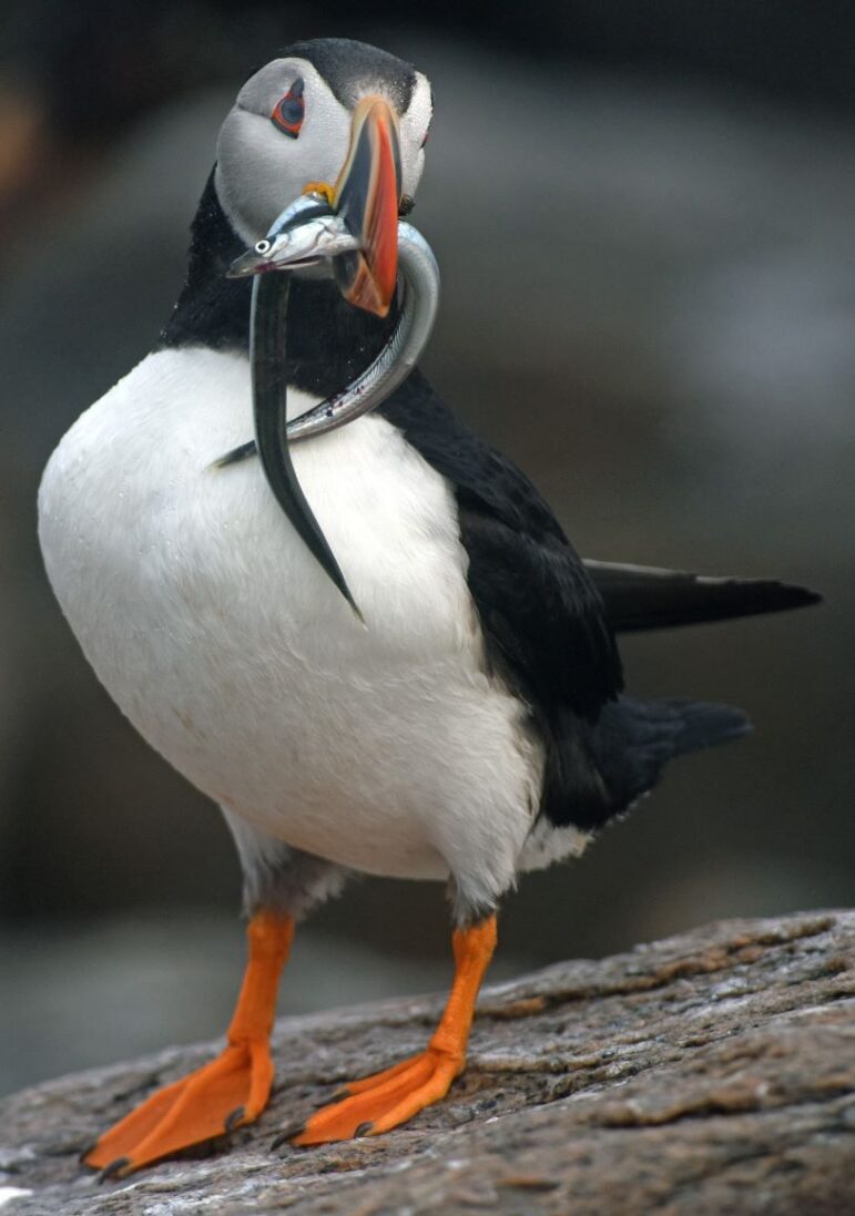 A puffin holds a sand lance fish in its mouth.