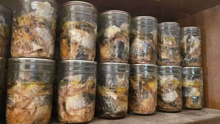 A dozen jars of canned fish line a shelf inside the home of Jamie and Aura Moore. 