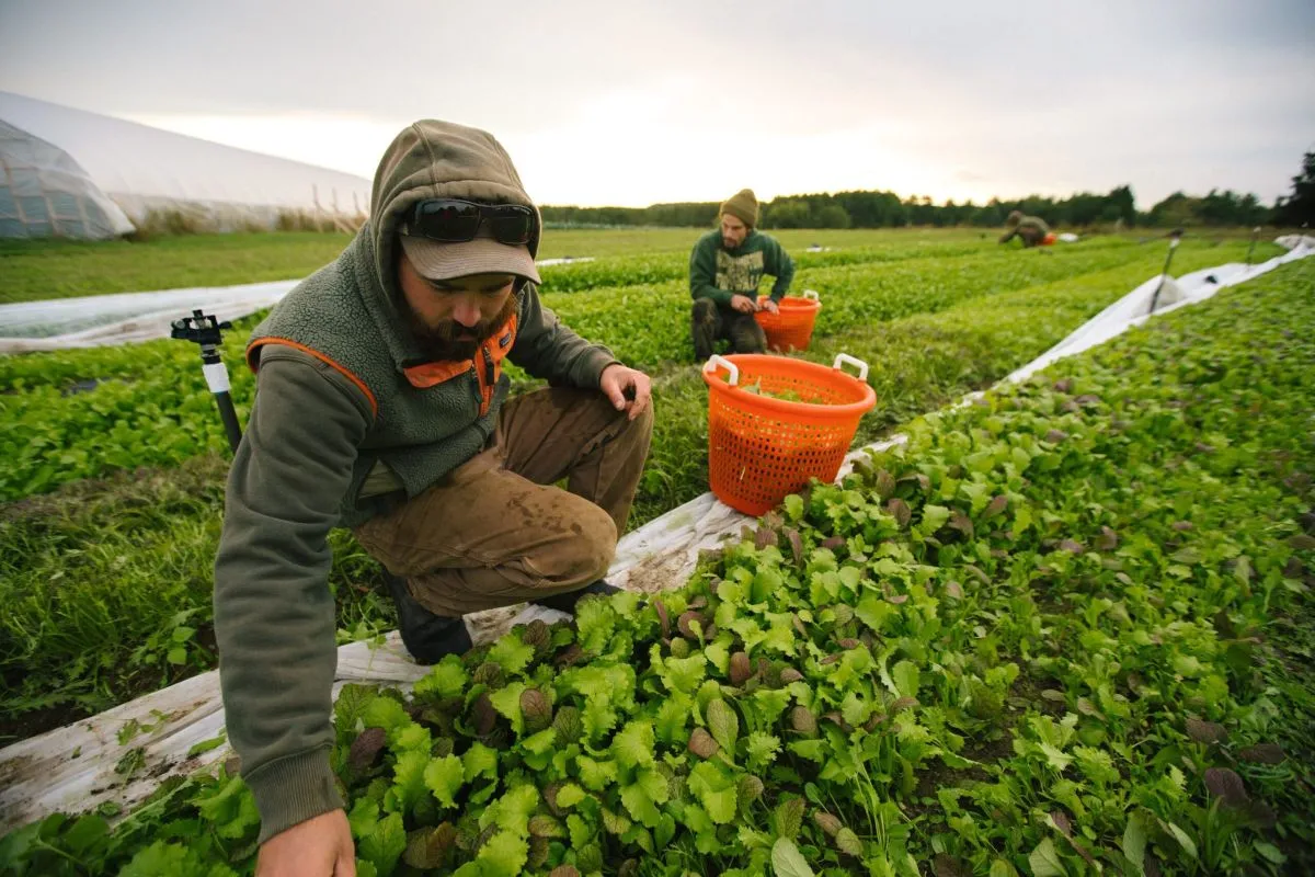 workers hand-picking crop