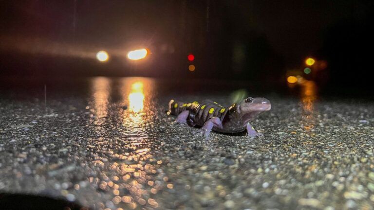 a spotted salamander in the roadway at night with a car's headlights in the background.