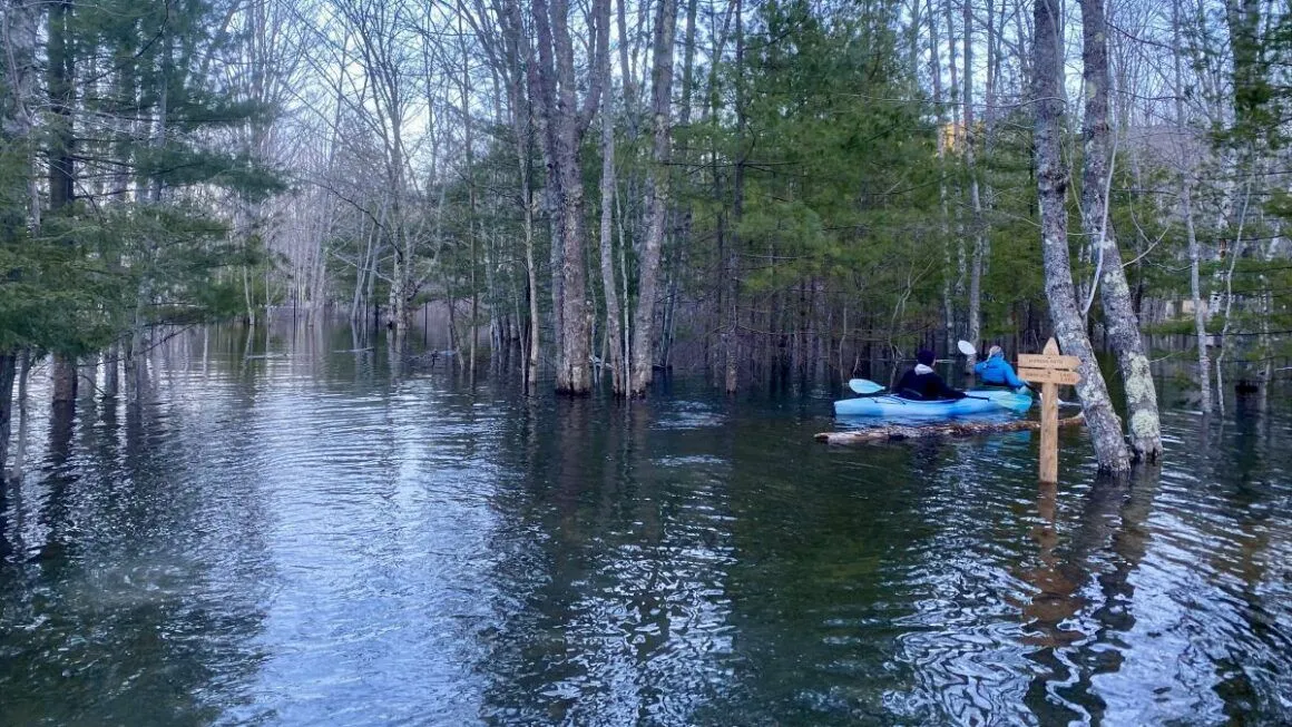 people kayaking past trees