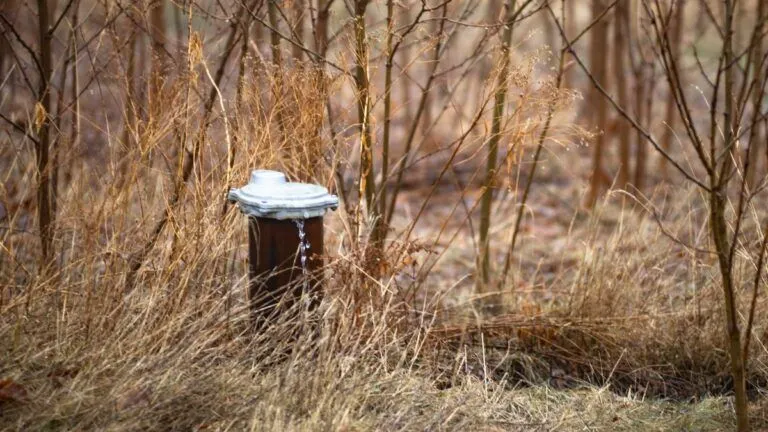 water system among thin trees