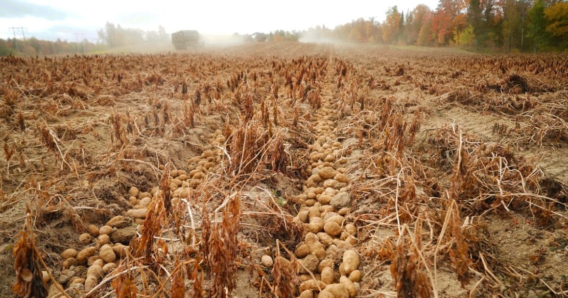 dust clouds during potato harvest
