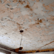 orange paint peels away from a home's ceiling