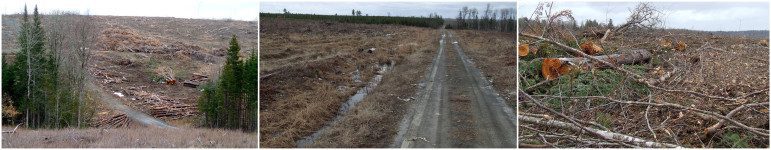 Irving clearcuts in Aroostook County