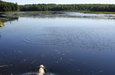 A dog swims in Knights pond