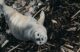 A malnourished, stranded gray harbor seal pup sits abandoned along the rocky shoreline in Harpswell.