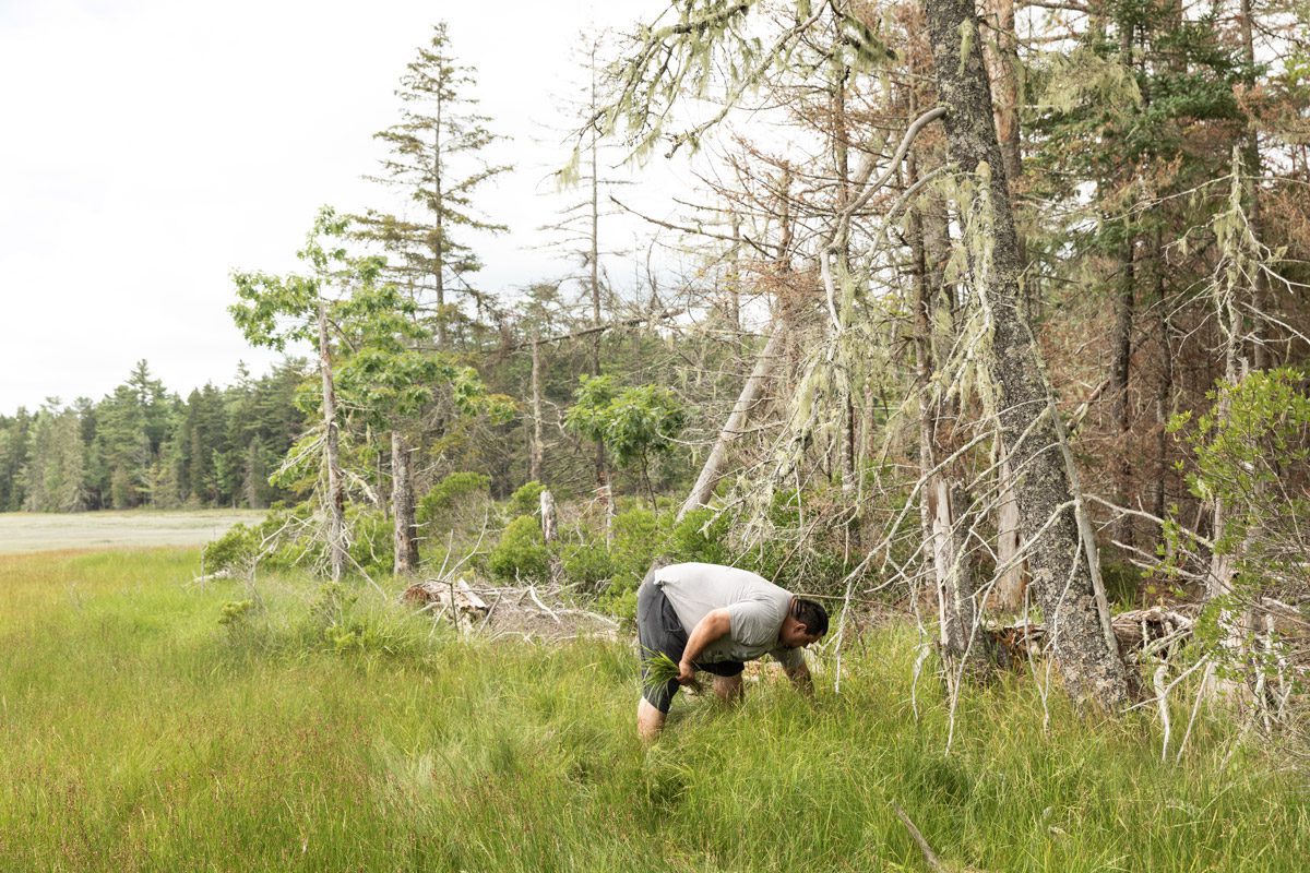 Jon Loring, who was arrested last year for operating a meth lab, harvests sweetgrass as part of the Penobscot Healing to Wellness Court cultural healing programming. Photo by Greta Rybus.