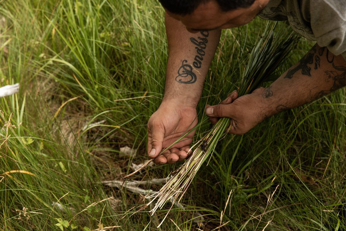 Jon Loring, who was arrested last year for operating a meth lab, harvests sweetgrass as part of the Penobscot Healing to Wellness Court cultural healing programming. Photo by Greta Rybus.
