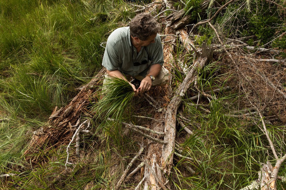 Judge Eric Mehnert harvest sweetgrass. Photo by Greta Rybus.