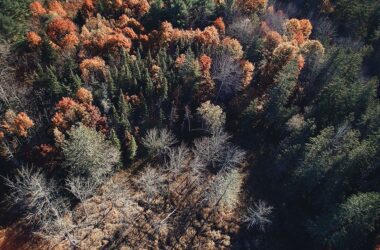 a forest in the fall