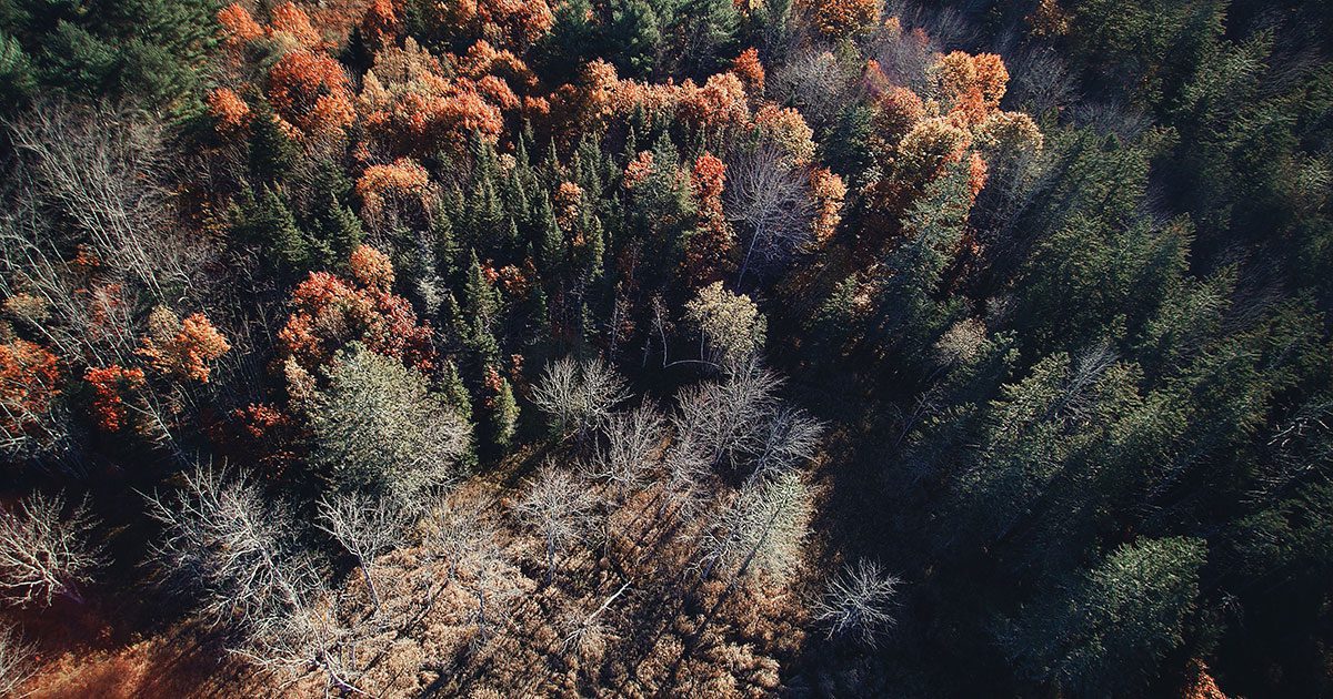 a forest in the fall