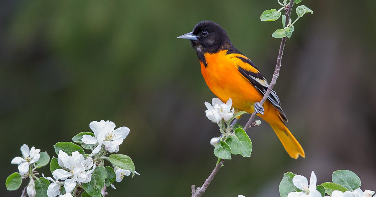 An orange Baltimore oriole, with a black head, perches on a thin branch.