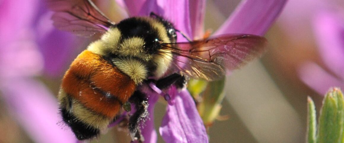 tri-colored bumble bee