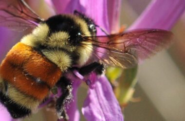 tri-colored bumble bee