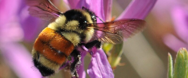 tri-colored bumble bee