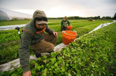 men working amid rows at a farm