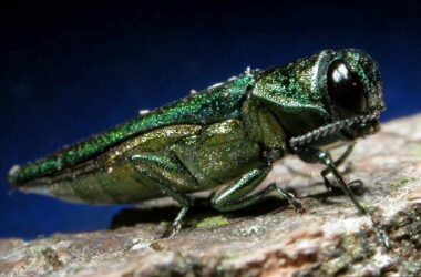 Emerald Ash Borer on a tree branch.