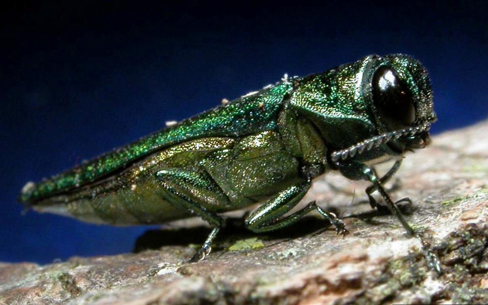 Emerald Ash Borer on a tree branch.