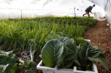 an individual tends to crop growing inside a white tent