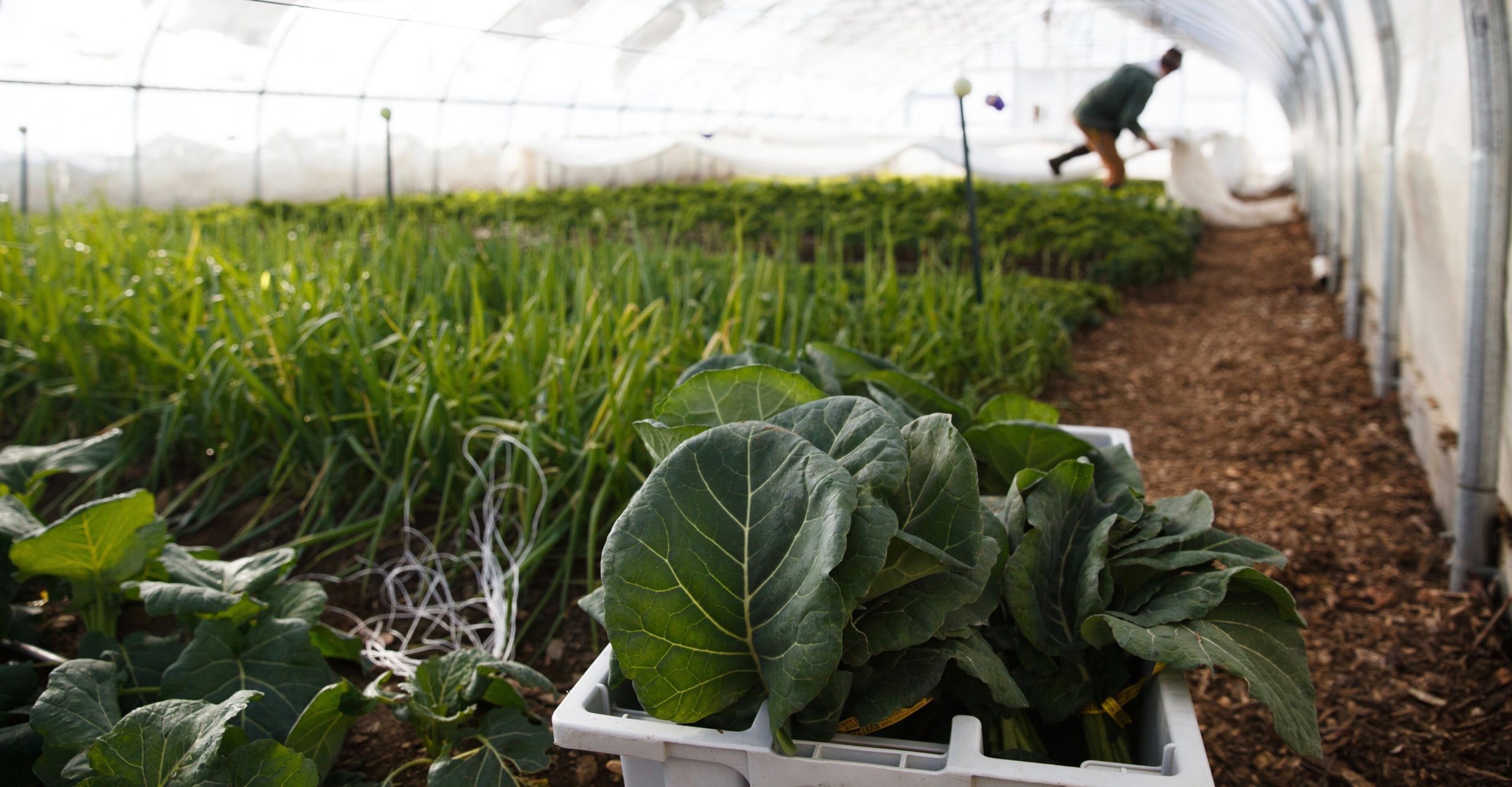 an individual tends to crop growing inside a white tent