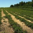 Farmland crop in Maine drought