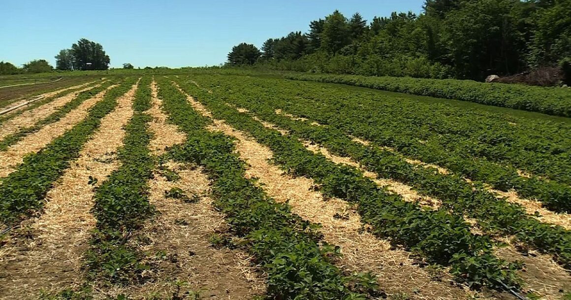 Farmland crop in Maine drought