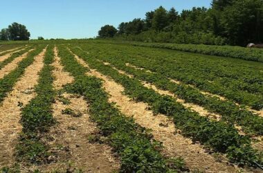 Farmland crop in Maine drought