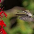 a hummingbird near a red flower