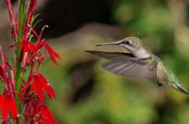 a hummingbird near a red flower