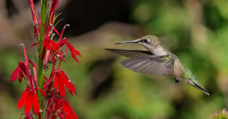 a hummingbird near a red flower