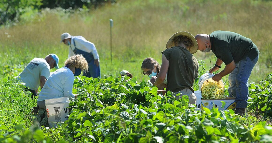 people working in a garden