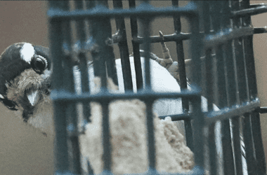 A bird clinging to a cage looks around the side of the cage towards the camera.