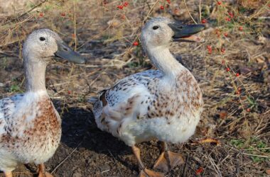 Two light brown ducks in a yard