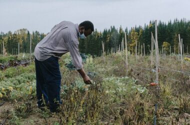 Muhidin Libah bends over to examine crops growing in a field.