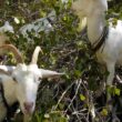 Goats eating aspen leaves in forest