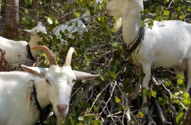 Goats eating aspen leaves in forest