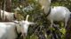 Goats eating aspen leaves in forest