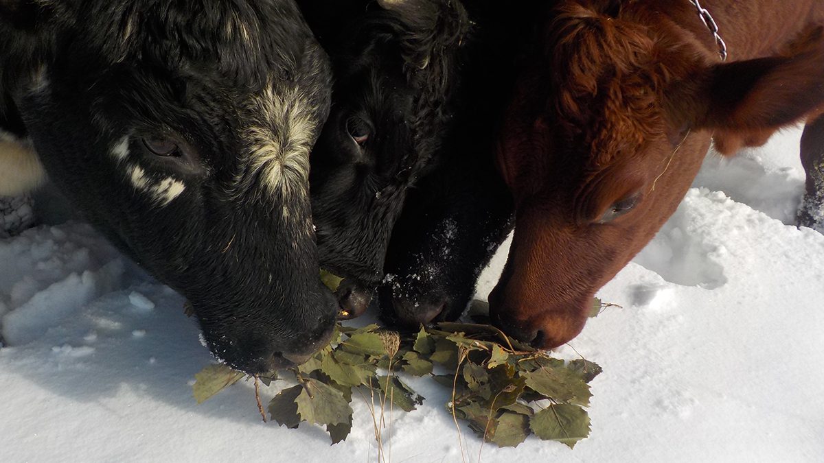 Red and black cows eating aspen silage