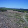 forest land clearcut area in Allagash