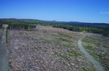 forest land clearcut area in Allagash