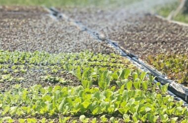 A photo of crop beginning to grow at the Twin Villages Foodbank Farm.