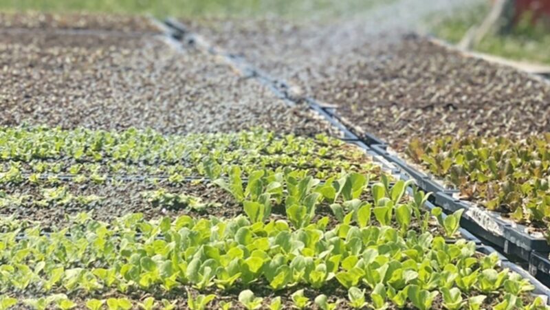 A photo of crop beginning to grow at the Twin Villages Foodbank Farm.
