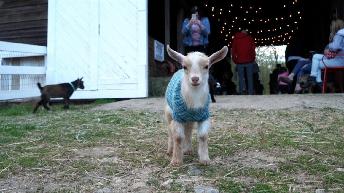 A young goat poses for a photo