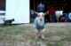 Chasing Maine goats bring sense of peace