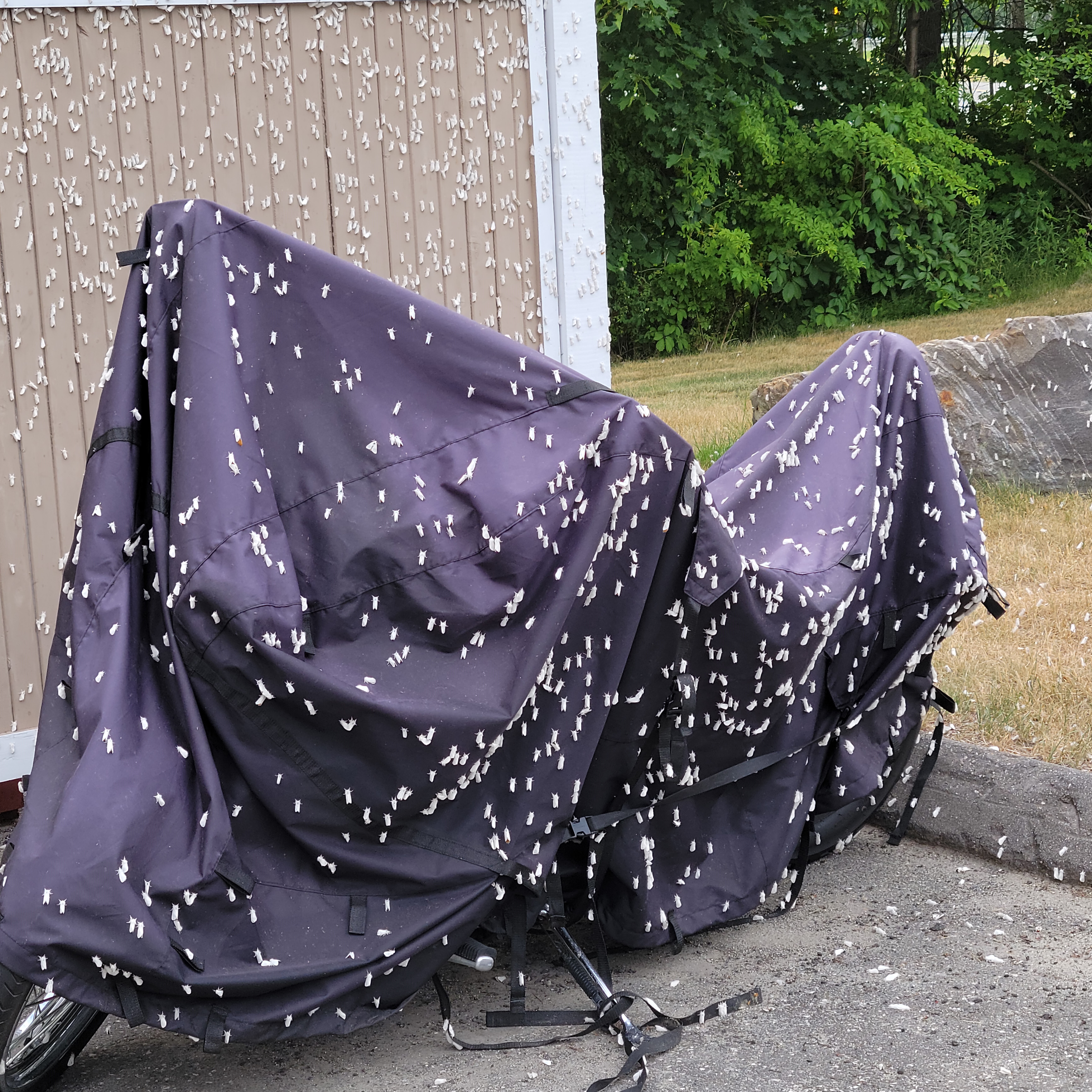 browntail moths on motorcycle