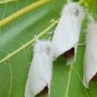 A trio of browntail moths on a leaf.