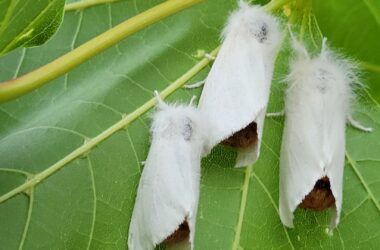 A trio of browntail moths on a leaf.