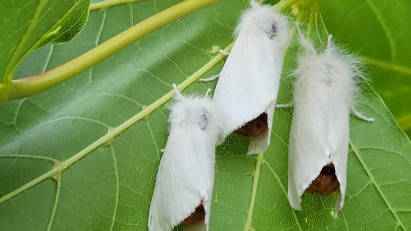 A trio of browntail moths on a leaf.