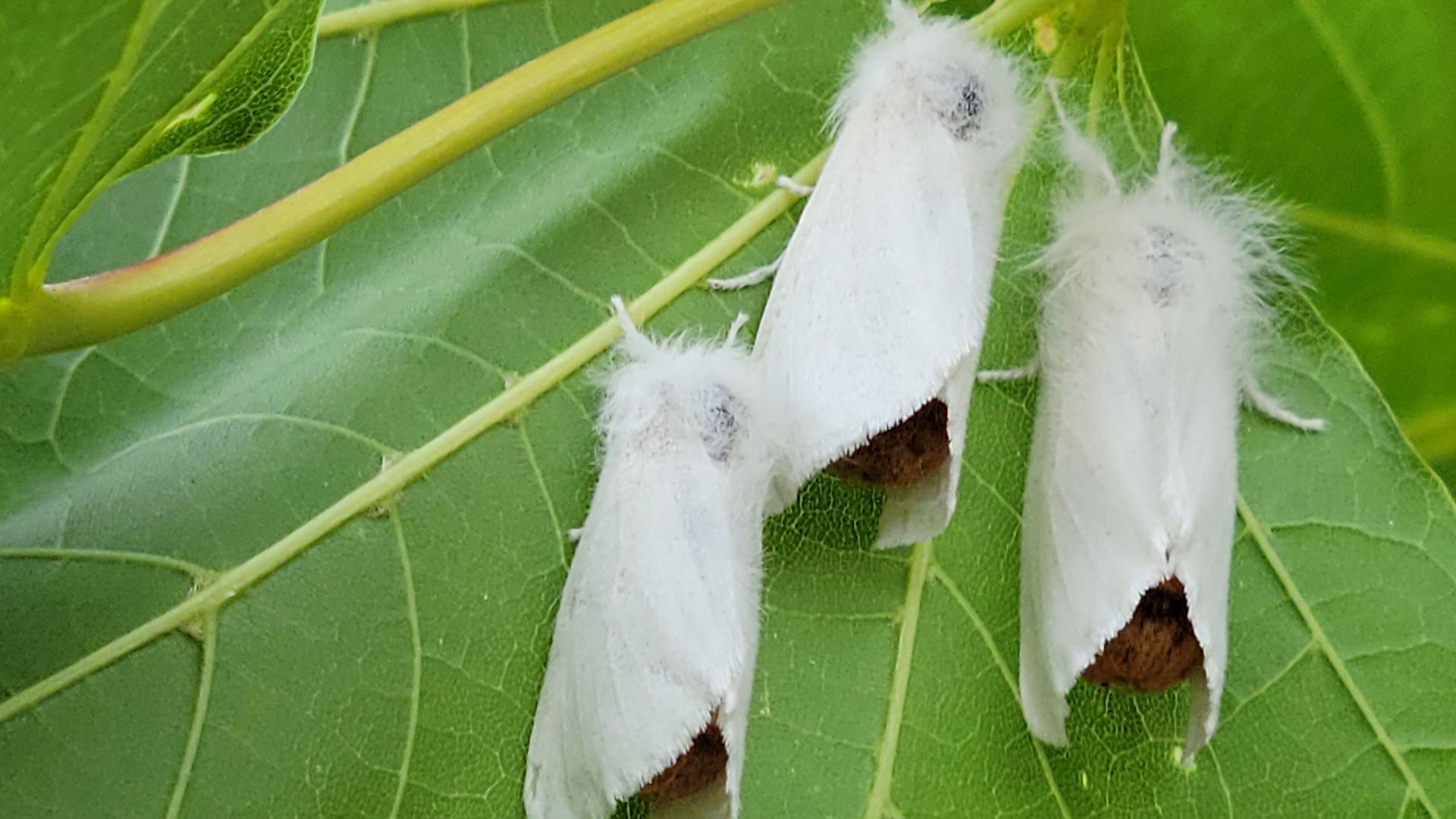 https://themainemonitor.org/wp-content/uploads/2021/08/browntail-moths-.jpg